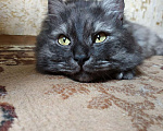 Кошки в Москве: Кот Марс Мальчик, 100 руб. - фото 2