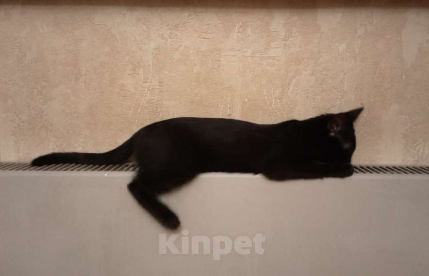 Кошки в Москве: Бабайка ищет семью Девочка, Бесплатно - фото 5