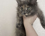 Кошки в Кемерово: котенок мейн кун Девочка, Бесплатно - фото 2