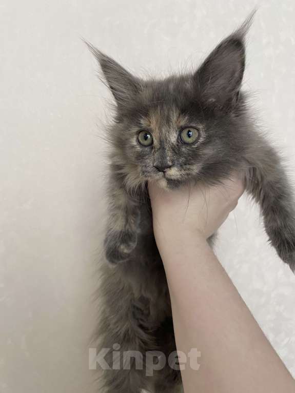 Кошки в Кемерово: котенок мейн кун Девочка, Бесплатно - фото 2