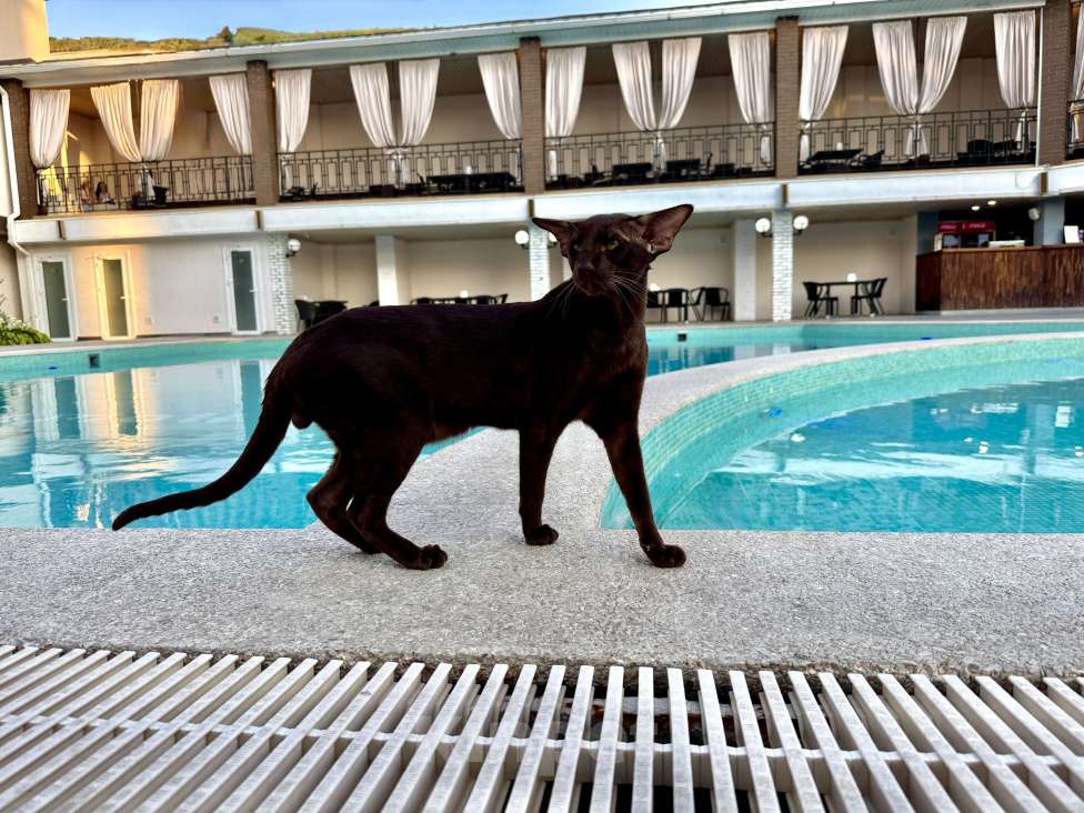 Кошки в Клине: Кот Ориентальной породы приглашает кошку для вязки Мальчик, 1 руб. - фото 1