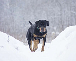 Собаки в Красноармейске: Собака ищет семью! Мальчик, Бесплатно - фото 6