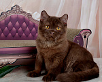 Кошки в Санкт-Петербурге: Британский котик вкусного окраса шоколад Мальчик, 45 000 руб. - фото 5