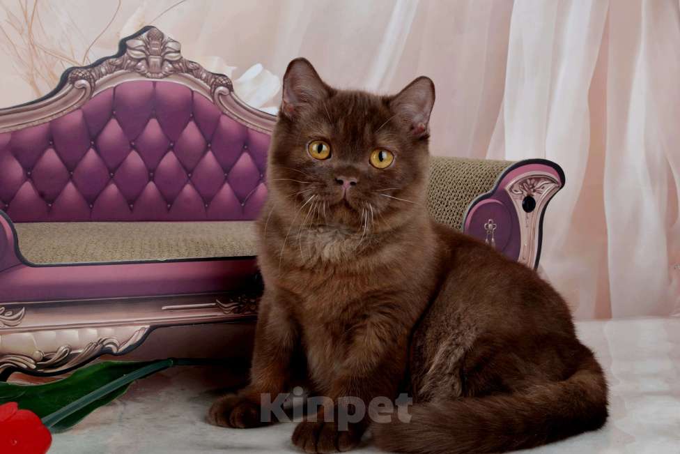 Кошки в Санкт-Петербурге: Британский котик вкусного окраса шоколад Мальчик, 45 000 руб. - фото 5