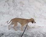 Собаки в Москве: Щенок борзой тазы Мальчик, 65 000 руб. - фото 2