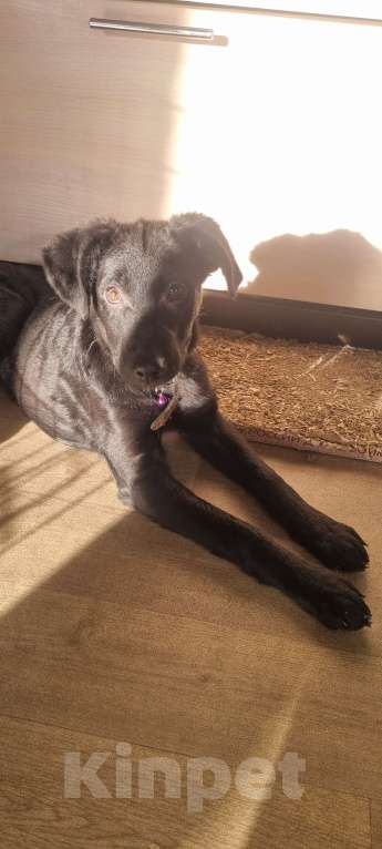 Собаки в Иркутске: Редди ищет не просто хозяев, а своих людей. Мальчик, 100 руб. - фото 4