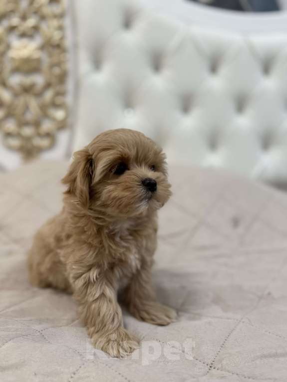 Собаки в Самаре: Мальтипу F1 щенки девочка  Девочка, 110 000 руб. - фото 7