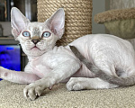 Кошки в Сергиеве Посаде: Голубоглазый малыш Мальчик, 30 000 руб. - фото 4