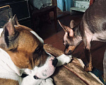 Собаки в Северодвинске: Американский Стаффордширский Терьер. Вязка, Бесплатно - фото 4