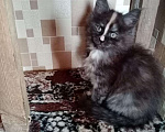 Кошки в Батайске: Котята Мейн Куна., 8 000 руб. - фото 1
