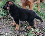 Собаки в Рязани: Продаются щенки немецкой овчарки Девочка, 12 000 руб. - фото 2