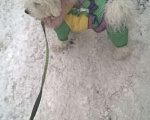 Собаки в Сарове: Ми- ми -мишки Бишон Фризе Мальчик, 35 руб. - фото 7