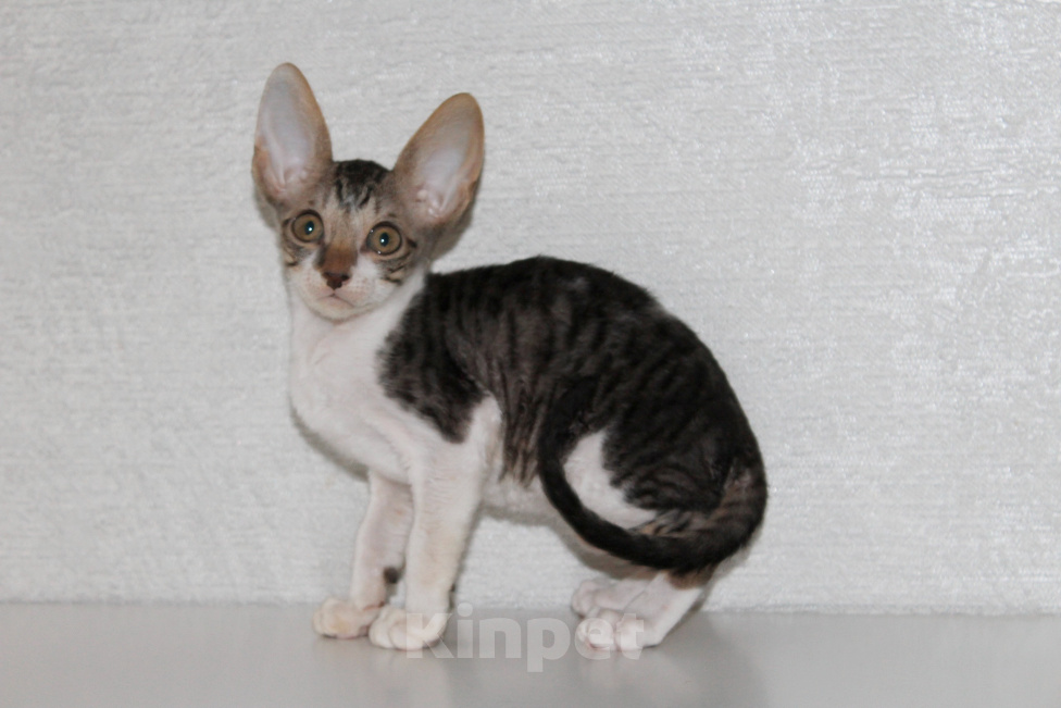 Кошки в Москве: прекрасный представитель породы, табби Мальчик, 80 000 руб. - фото 4
