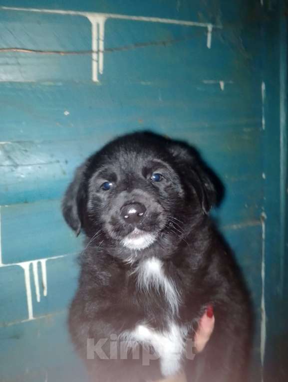 Собаки в Уварово: Жгучий чёрный пацан Мальчик, Бесплатно - фото 2