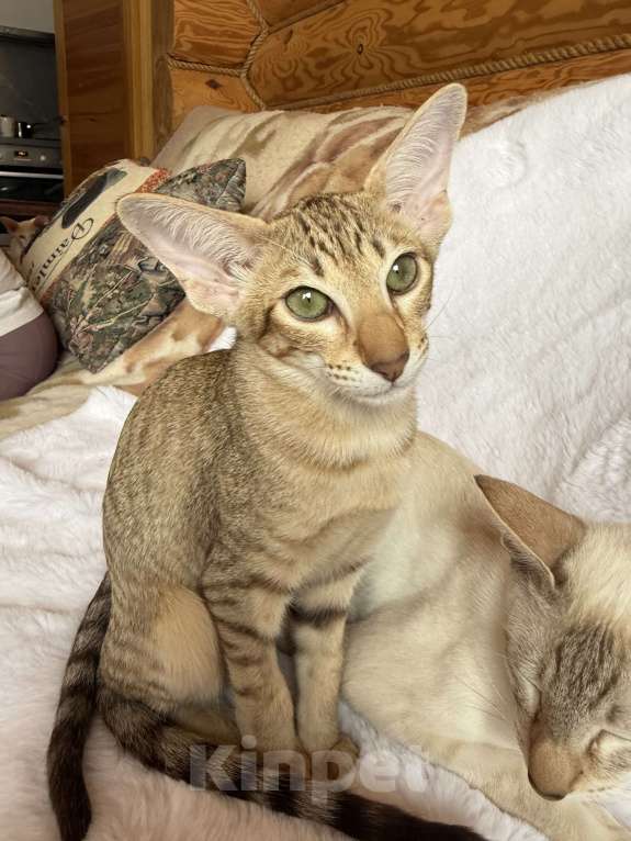 Кошки в Раменском: Ориентальный котенок Девочка, 45 000 руб. - фото 2