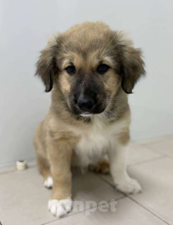 Собаки в Красногорске: Малышка Бель 3 месяца в добрые руки Девочка, Бесплатно - фото 5