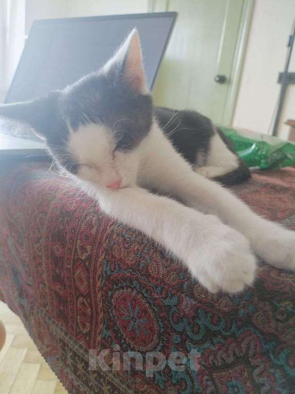 Кошки в Москве: Котенок девочка в добрые руки Девочка, Бесплатно - фото 2