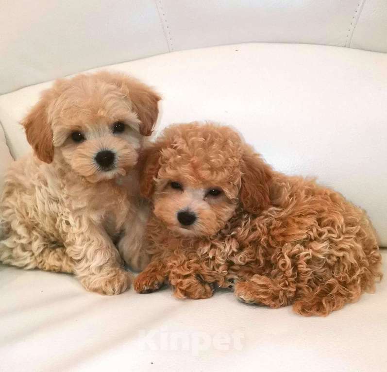 Собаки в Москве: Мальтипу ф1, девочка, Харизма Девочка, 100 000 руб. - фото 5