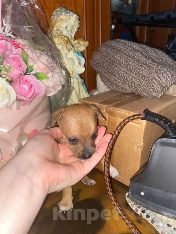 Собаки в Новокузнецке: Щенки в добрые руки  Мальчик, Бесплатно - фото 6