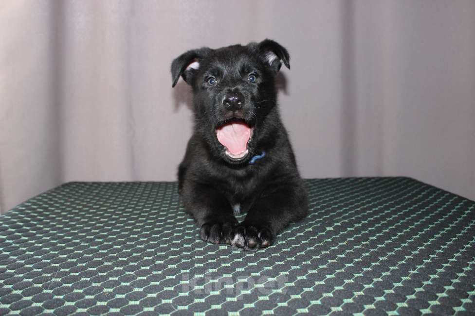 Собаки в Красноярске: Щенок ВЕО Найт Вульф Мальчик, Бесплатно - фото 8