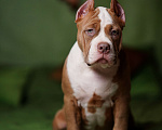 Собаки в Пикалево: Американский булли щенок Девочка, 80 000 руб. - фото 3