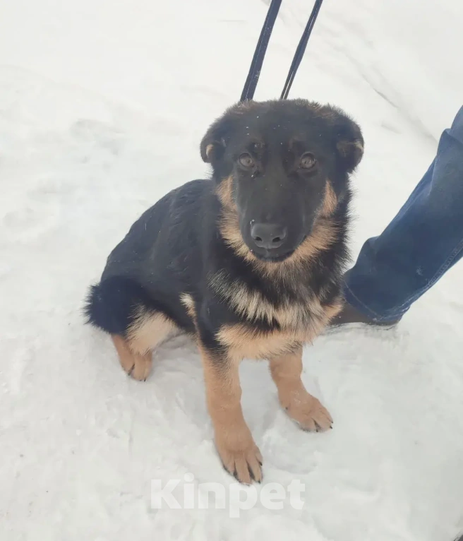 Собаки в Серове: Щенок немецкой овчарки Мальчик, Бесплатно - фото 3
