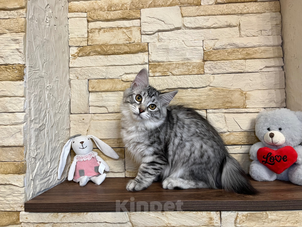 Кошки в Волгограде: Курильский бобтейл Девочка, 30 000 руб. - фото 3