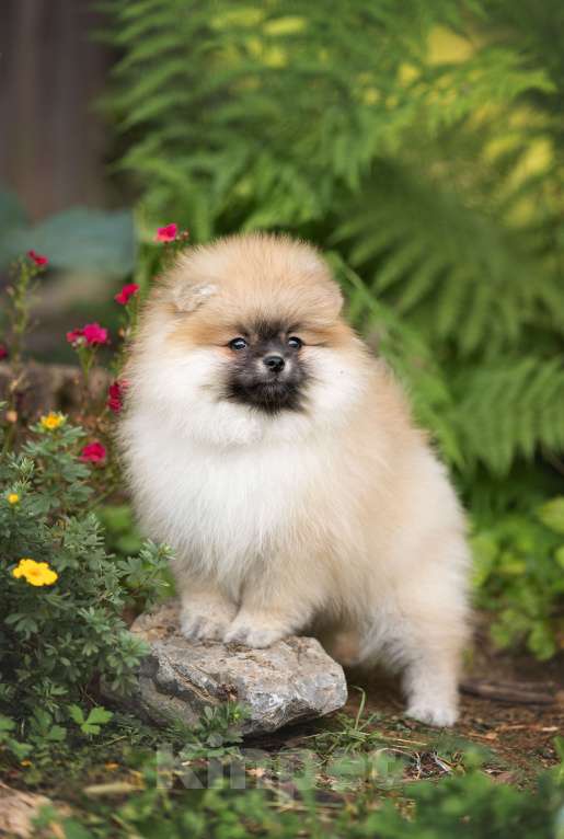 Собаки в Лобне: Девочка  Девочка, 45 000 руб. - фото 2