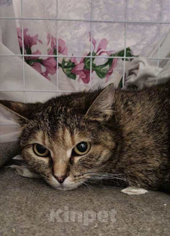 Кошки в Санкт-Петербурге: Твикси Медовая Красавица Девочка, Бесплатно - фото 3