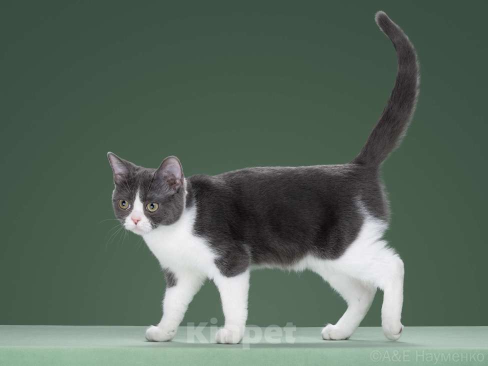 Кошки в Москве: Американский короткошерстный котенок - девочка Девочка, 60 000 руб. - фото 2