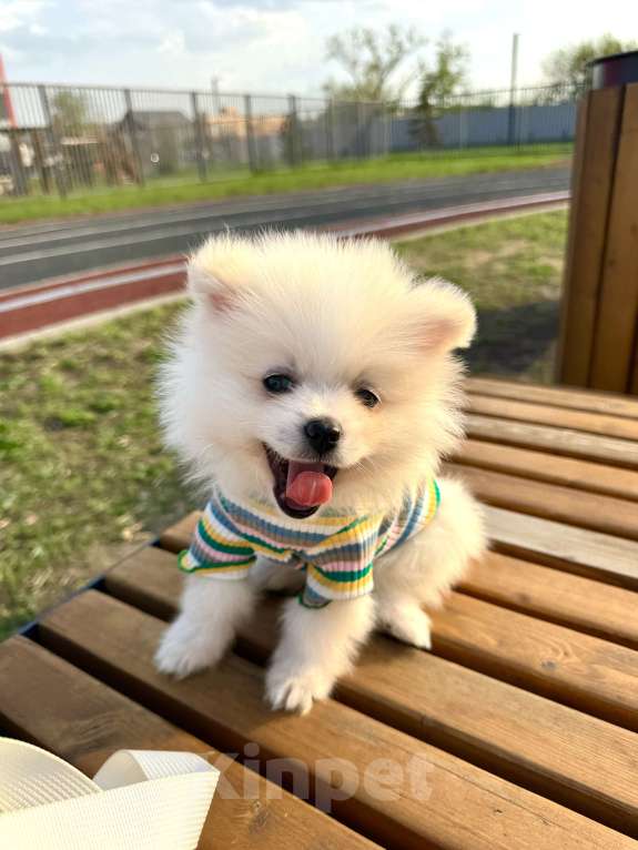 Собаки в Котельнике: Продам щенка Мальчик, 30 000 руб. - фото 2