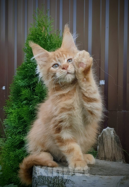 Кошки в Мытищах: Котята Мейн-кун Мальчики Мальчик, 40 000 руб. - фото 1