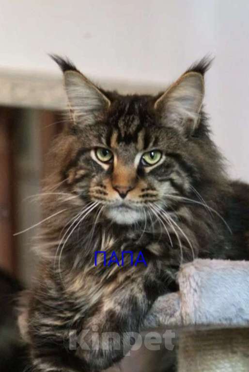 Кошки в Новосибирске: Котенок мейн-кун Разнополые, 15 000 руб. - фото 10