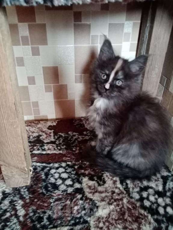 Кошки в Батайске: Котята Мейн Куна., 8 000 руб. - фото 1