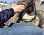 Собаки в Мытищах: Мартин ищет дом Мальчик, Бесплатно - фото 1
