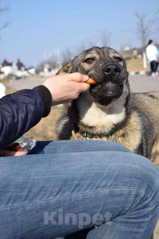 Собаки в Мытищах: Мартин ищет дом Мальчик, Бесплатно - фото 1