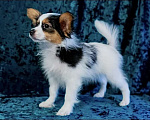 Собаки в Омске: Мальчишка папийон Мальчик, 50 000 руб. - фото 2