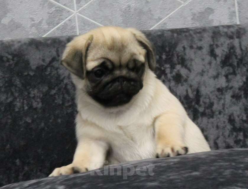 Собаки в Калуге: Мопс Девочка, 50 000 руб. - фото 7