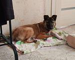 Собаки в Казани: Отдам в добрые руки Ласковую Собачку  Девочка, Бесплатно - фото 5
