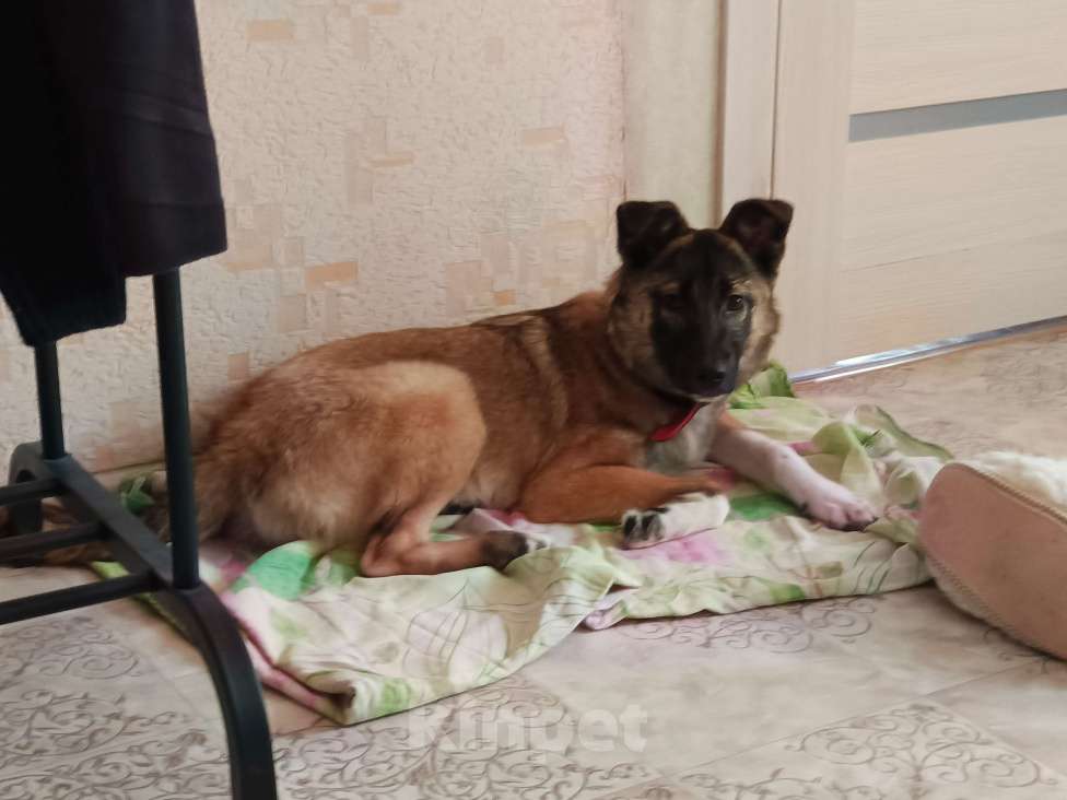 Собаки в Казани: Отдам в добрые руки Ласковую Собачку  Девочка, Бесплатно - фото 5