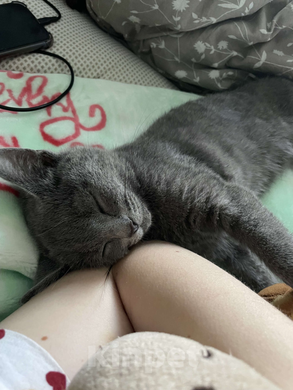 Кошки в Саратове: Отдам кошечку в добрые руки  Девочка, Бесплатно - фото 5