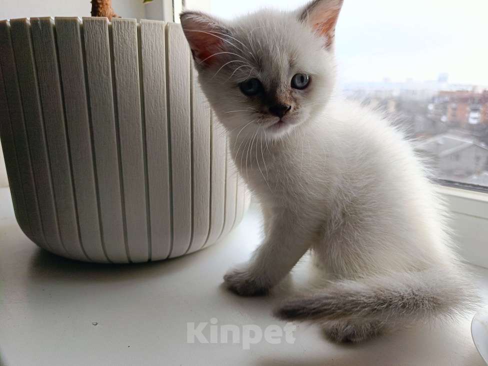 Кошки в Ростове-на-Дону: Мальчик 2 Мальчик, 13 000 руб. - фото 6