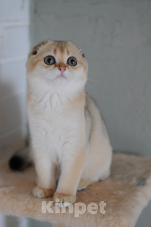 Кошки в Бахчисарае: Шотландская кошечка в разведение  Девочка, 75 000 руб. - фото 3