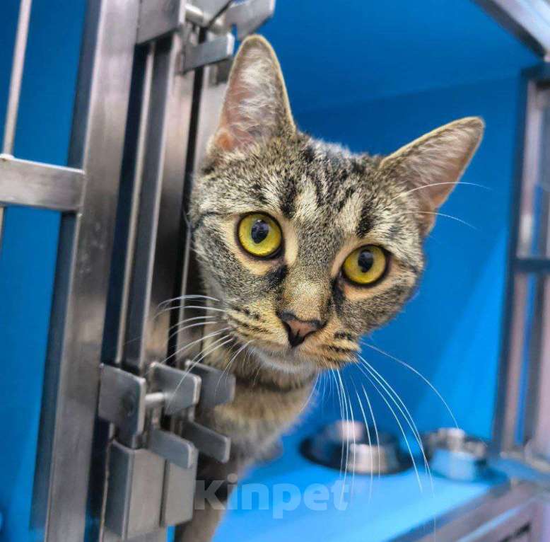 Кошки в Москве: Кошечка в добрые руки Девочка, Бесплатно - фото 3