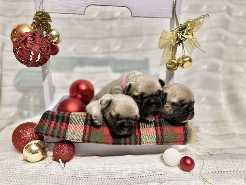 Собаки в Ижевске: Щенки французского бульдога  Девочка, 45 000 руб. - фото 4