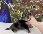 Собаки в Москве: Мраморный йорк крупный мальчик голубоглазый Мальчик, 60 000 руб. - фото 5
