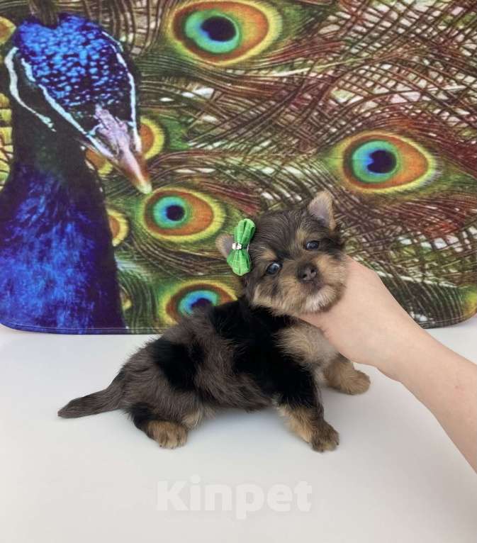 Собаки в Москве: Мраморный йорк крупный мальчик голубоглазый Мальчик, 60 000 руб. - фото 5