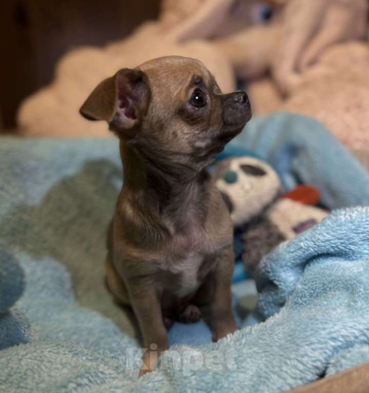 Собаки в Томске: Щенок чихуахуа мальчик г/ш Мальчик, 35 000 руб. - фото 6