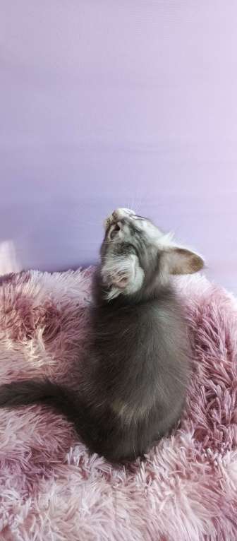 Кошки в Москве: Принц Мальчик, 45 000 руб. - фото 2