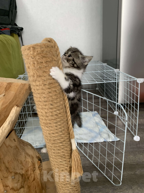 Кошки в Орле: Экзотические котята Мальчик, Бесплатно - фото 2